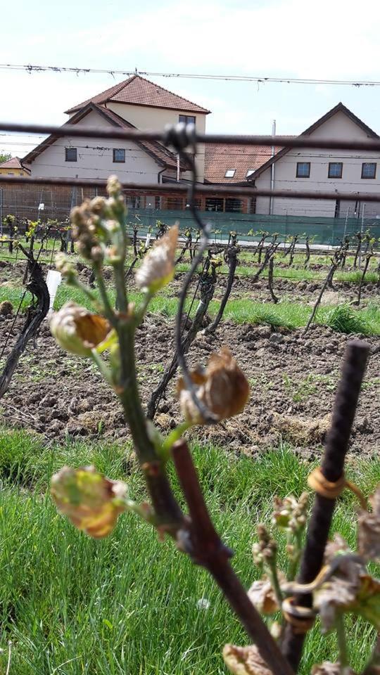 Penzion Kosik Tvrdonice ภายนอก รูปภาพ